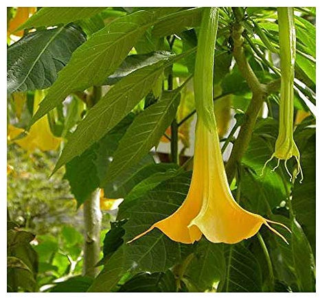 Brugmansia pumpkin yellow - gelbe Kürbis Engelstrompete - 5 Samen