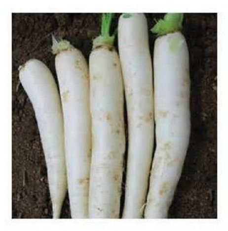 50 Semillas Semillas japoneses Minowase rábano [daikon]