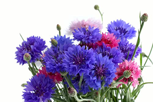 Just Seed - Flower - Cornflower - Crown Double Strain Mixed - 200 Seeds
