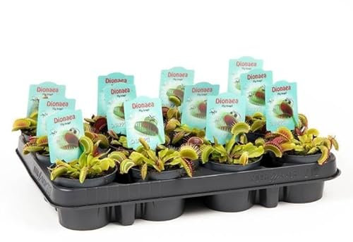 Pianta di Dionaea Muscipula su vaso cm 9