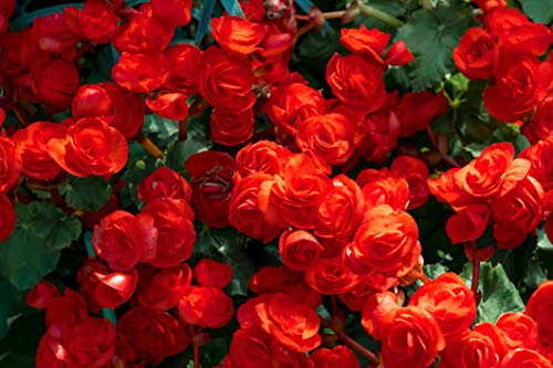 Begonia Tuberous Series Flower Seeds - Choose Your Color