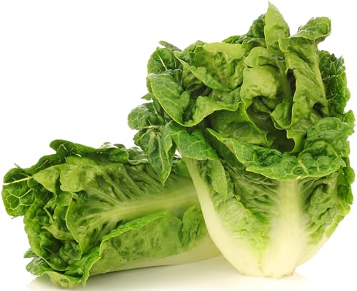 1000+ Little Gem Lettuce Seeds - Heirloom Non-GMO USA Grown - Grows Adorable Mini Romaine Lettuce Heads About 6 Tall - Vegetable Seeds for Planting
