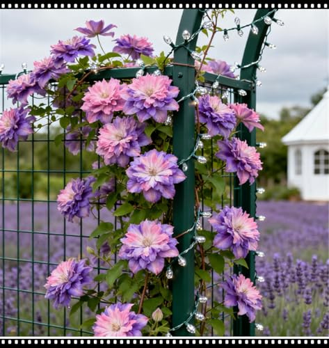 Clemátide rara y resistente, con una variedad de colores, una clemátide trepadora perenne en maceta, ideal para jardines, balcones y decoraciones en macetas-3 Rizoma-F