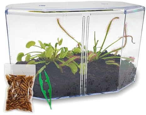 Venus Fly Trap Live Plant + Sundew Plant Set with Terrarium + Carnivorous Plants Food, Feeding Tweezers, Peat and Venus Flytrap + Sundew Carnivorous Plants Live