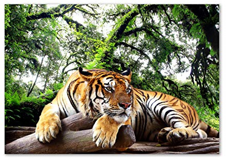 Tulup Impression sur Verre de 100x70 cm Image Tableau Photo décorative panoramique pour la Cuisine et Le Salon - Animaux - Tigre sur Le Rocher - Brun