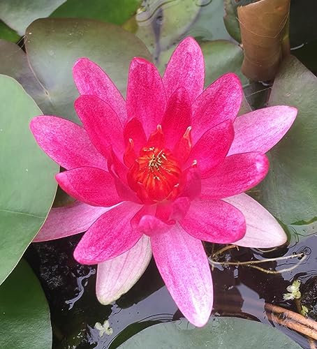 Lincolnshire Pond Plants Ltd - Laydekeri Fulgens Water Lily - Live Water Plant Aquatic Pond Lake Marginal - Potted