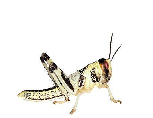 Feeders & More - Heuschrecken - Wüstenheuschrecken MITTEL - 100 Stück - Lebendfutter Insekten Wuestenheuschrecken - Futter für Reptilien, Bartagamen und Amphibien - Futterinsekten & Haustierfutter