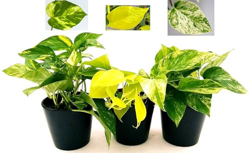 POWERS TO FLOWERS - POTOS SCINDAPSUS TRIS, POTOS NEON, POTOS MARBLE QUEEN, POTOS AUREUM, Vaso 12cm, Piante Vere