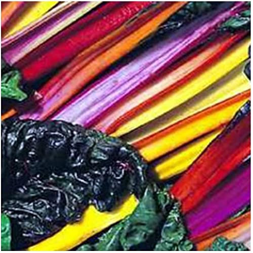 Asiasalat - Mizuna Rosso - Brassica rapa nipposinica - 100 Semi:Grani