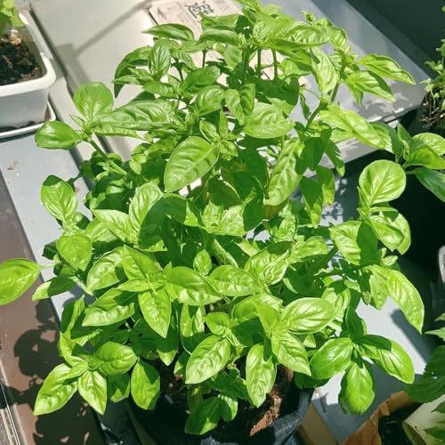 semi di basilico perenne resistente da giardino, balcone di basilico, giardino sul balcone 100pcs