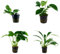 Tropica Anubias Set mit 4 Anubias Topf Pflanzen Aquariumpflanzenset Nr.8 Wasserpflanzen Aquarium Aquariumpflanzen