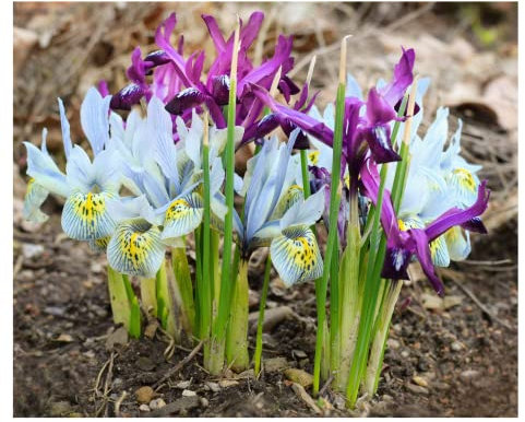 Oliwier's Bulbs 20x Iris Reticulata Mixed Bulbs Dwarf Miniature Blue Purple Flowers Ideal for Rockeries Pots Borders Hardy Early Spring Garden Perennial