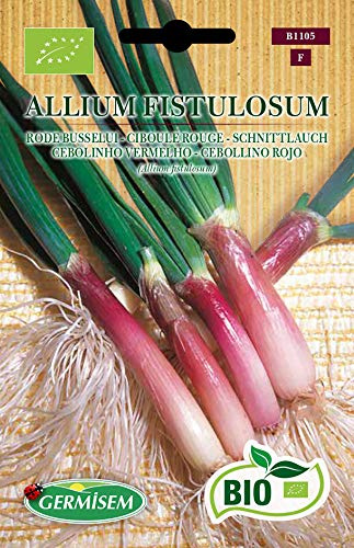 Germisem Bio Graines Ciboule rouge ALLIUM FISTULOSUM
