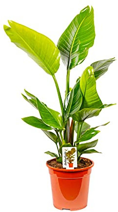 Bonplants Strelitzia Nicolai Uccello del Paradiso, Pianta Vera Elegante ed Ornamentale (Vaso 21 da Vivaio)