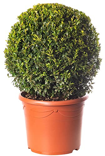 Buis Boule Plante 40cm Diamètre Topiaire Persistante en Forme d'Arbuste de Jardin Extérieur