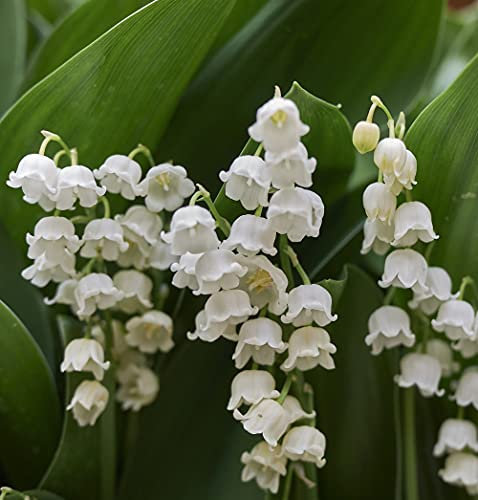 Convallaria Hardy Garden Perennial Plant, Lily of The Valley, Spring Flowering, Scented Flowers, Plants for Shade, Low Maintenance, 3 x Convallaria Majalis Bare Root Plants by Thompson & Morgan