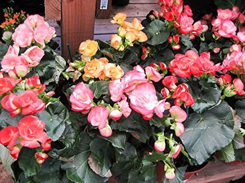 Nouvelle plante de balcon Graines de fleurs de bégonia colorées Rose rare Rieger Fleur de bégonia Bégonia Plantes de bonsaï d'intérieur pour jardin Lot de 100 graines