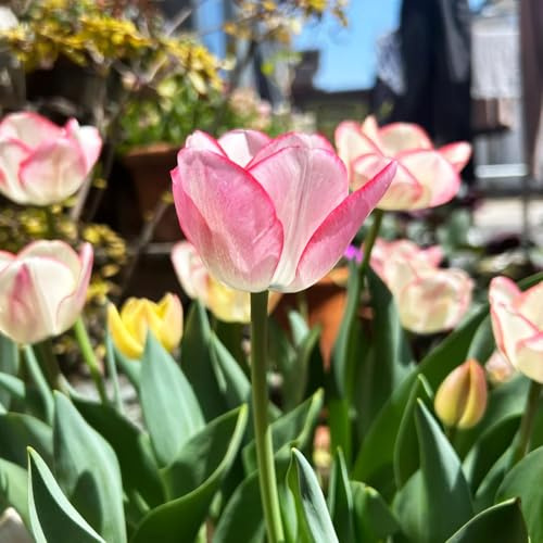 Bombilla de tulipán perennes resistentes,en macetas resistentes,bellamente brillantes con Bombilla de de rápido crecimiento 6pcs