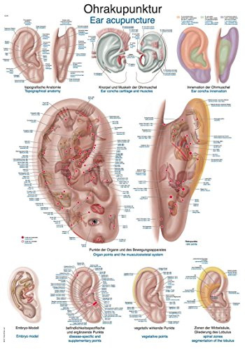 LehrtafelOhrakupunktur, 70x100cm