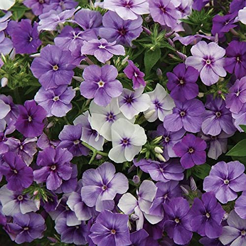 Annual Phlox Blues - Drummondii 150 Seeds.