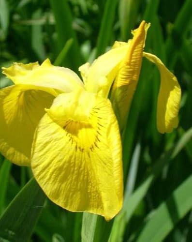 Lincolnshire Pond Plants Ltd - Marginal Aquatic Pond Plant - (Iris Pseudacorus) - 9cm