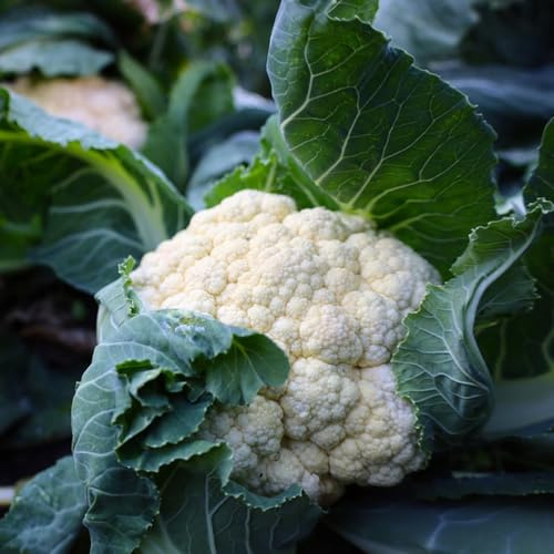 semillas de coliflor orgánicas - silvestres interiores variedades tradicionales invierno 200pcs