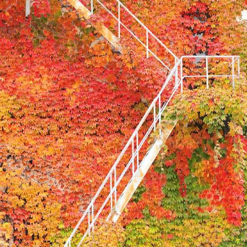 100 Pcs Wilder Wein Kletterpflanze Samen - Gartenpflanzen Winterhart Mehrjährig Creeper Jungfernrebe Samen, Winterharte Pflanzen Für Balkon Pflanzen Für Draußen Winterhart Pflanzen