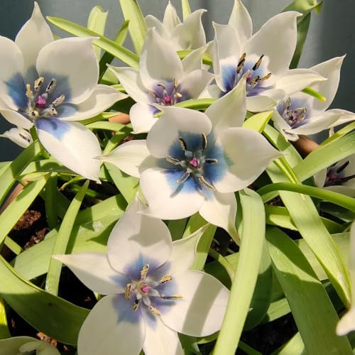Bulbi di tulipano bulbi resistenti varietà antiche biologiche rare per i luoghi soleggiati per i luoghi soleggiati serre balcone giardino 2pcs