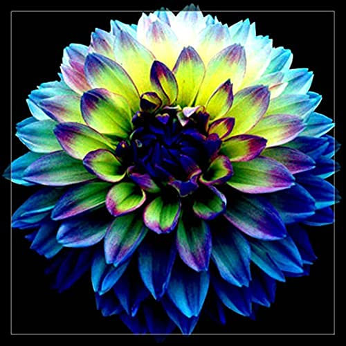 Dahlien zwiebeln,winterharte,dalienknollen winterfest bienenfreunlich,dahlien knollen,dahlien knollen Winterhart MehrjäHrig,dahlien knollen großblumig,dahlienknollen kaufen.-8 zwiebeln-D