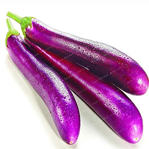 Semillas de vegetales frescos de berenjena morada general para plantar, paquete de 10