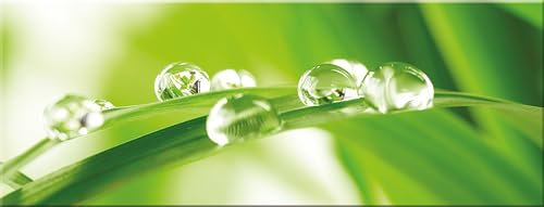 artissimo, Glasbild, 80x30cm, AG1925A, Leaf & Drops, grünes Blatt, Bild aus Glas, moderne Wanddekoration aus Glas, Wandbild Wohnzimmer modern