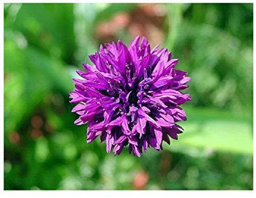 PREMIER SEEDS DIRECT - Cornflower - Mauve BOY -1200 Finest Seeds - Annual - Corn Flower