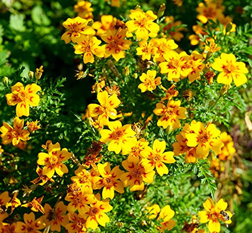 Schmalblättrige Studentenblume - Tagetes tenuifolia - Blume - 100 Samen