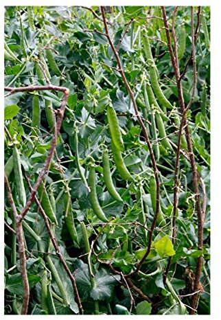 PREMIER SEEDS DIRECT - Pea Seeds - Hurst GREENSHAFT Second Early - 250 Seeds