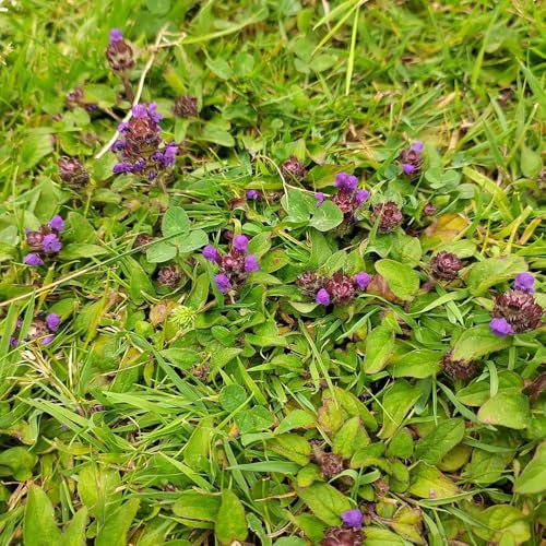 braunelle samen blumen balkon kräutergarten, prunella vulgaris, kräuter samen mehrjährig, kräutersamen hochbeet samen, bio saatgut wildblumensamen mehrjährig winterhart zimmerbonsai 125pcs