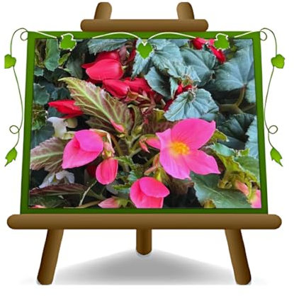 EURO PLANTS VIVAI Bégonia Bolivensis Beuville – Plante Ornementale en Pot de 14 cm – Couleurs Assorties