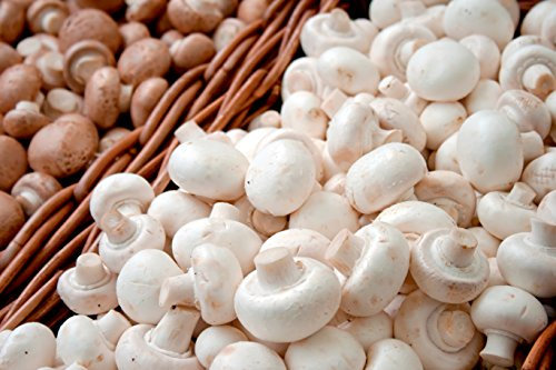 Mushroom Windowsill Kit - White Button - Grow Your Own Mushrooms, By Suttons