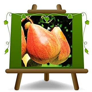Peral temprano de Fiorano - plantas frutales en maceta de un jarrón de 20 - árbol max 170 cm – 2 años cultivo Italia