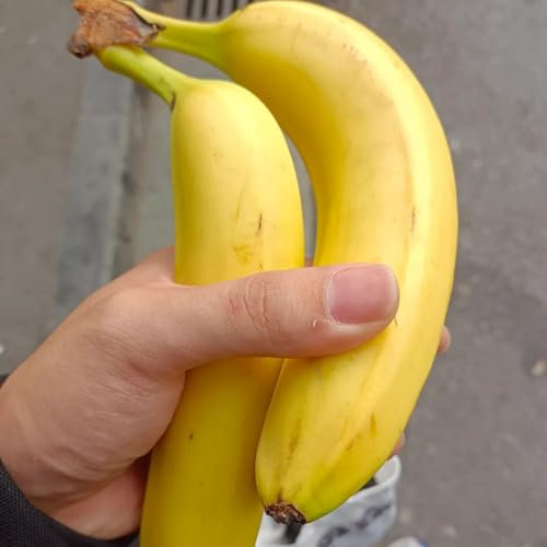 bananen bananenpflanze samen - bananenbaum - bananensamen bonsai baum, balkonpflanzen winterhart topfpflanzen draußen winterhart bäume garten winterhart, obst samen baum deko obst, 15pcs