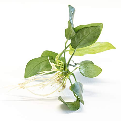 PondPlantsUK 2 x Live Plants for aquascaping, mosses, Fern, Tropical Aquatic Plants in Ceramic Weights (Anubias Barteri Nana)