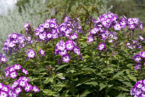 Phlox paniculata 'Wilhelm Kesselring' ca. 11x11 cm Topf - Hoher Staudenphlox, violett-rosa Blüten, Blütezeit Juli-September, ideal für Rabatten, bienenfreundlich