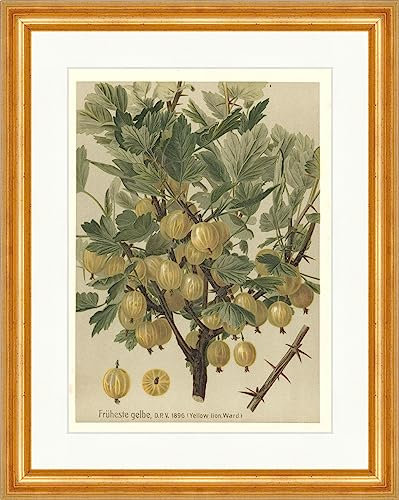 Biller Antik Más temprano Amarillo León Amarillo León Amarillo Grosella espinosa Faks_Frutas 22 Enmarcado