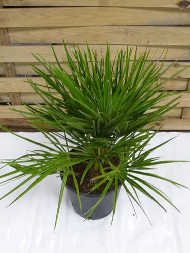 [Palmenlager] - Chamaerops humilis - Zwergpalme - 60 cm - Winterhart -12C°
