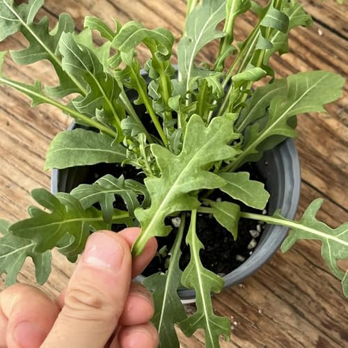 semi di rucola biologica, giardino roccioso resistenti interno di decorative per balcone 1200pcs