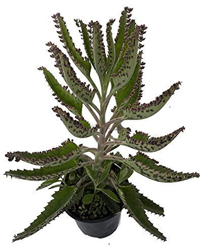 Kalanchoe Daigremontiana Planta Medicinal Benefíciate de sus Propiedades Curativas en Casa