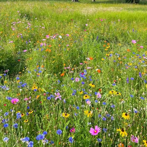 Semillas de floressilvestres, mezcla de semillas de abejas de pradera perennes y resistentes de verano cobertura del suelo variedades 500pcs