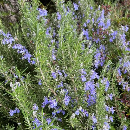semi di rosmarino resistenti - rosmarino - giardino da interno, strisciante di selvatiche, giardino 250pcs