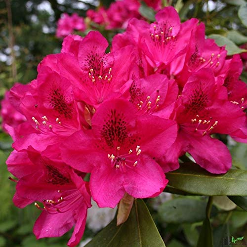Rhododendron Hybride Alpenrose Nova Zembla