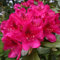 Rhododendron Hybride 30-40 cm Alpenrose Frühlingsblüher verschiedene Sorten (Nova Zembla)