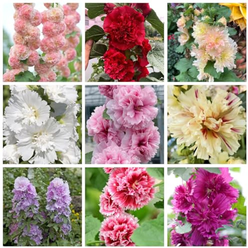 semi di malvarosa perenne resistente, malvarosa biologici aiuola di recisi to perenni ornamentali decorazione selvatici 200pcs